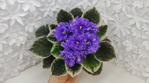 Фиалка ВаТ-Ливень