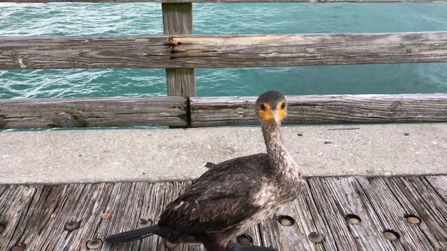 Рыбалка с пирса Dania Beach pier. Fishing in Florida смотреть онлайн