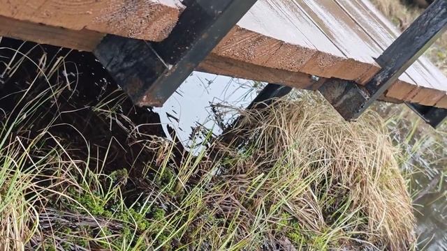 Экотропа Сестрорецкое болото проржавела. смотреть онлайн