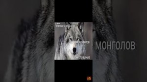 цитаты волка ауф🐺👆☝️