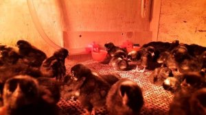 Итоги инкубаций цыплят доминант Д959