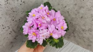 Фиалка АВ-Поющие Пески