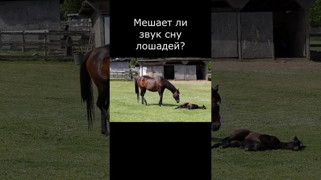 #сонлошади #лошади #кони #конныйспорт #конныепрогулки #верховаяезда #конныйклуб #конныймир #shorts