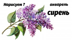 Как нарисовать сирень акварелью