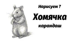 Как нарисовать хомячка простым карандашом