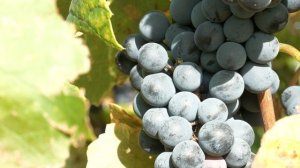 2995930-uhd_3840_2160_25fps