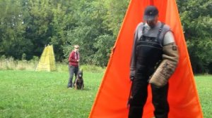 Дрессировка собак Питомник от Сольника