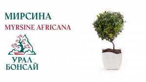 Бонсай из Мирсины Африканской (Myrsine africana)  Часть 1