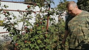 Ежевика Садовая/Летняя Обрезка/Формирование Куста Ежевики на Урожай/Подрезка Молодых Побегов/(0+)