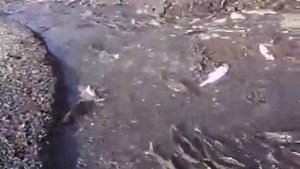 spawning salmon on Sakhalin Нерест лосося на Сахалине