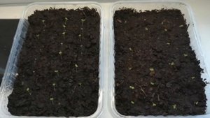 Посадка Петунии в Феврале(99,9% всхожести) Часть 2/Появились Всходы/Срочно Делаем Так!!!/(0+)