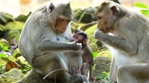 Million sadness  babies Adler was so very hungry  cry try comfort mom for milk but mom still reject