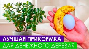 Внесите ЭТУ СМЕСЬ под денежное дерево и оно будет расти быстрее!