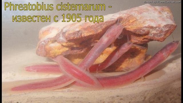 Самые уникальные пресноводные рыбы