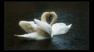 Два сердца стучат как одно