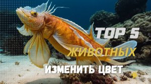 Топ 5 животных, которые могут изменить цвет и форму