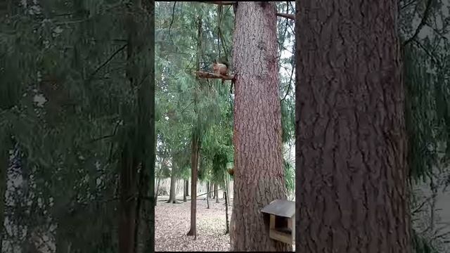 В Бутовском лесопарке белочки