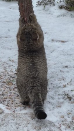 ❄️ ИГРА: Поймать снежинку. Лесной кот Барсик.