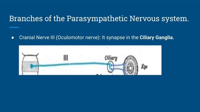 Neuroanatomy - Parasympathetic Nervous System. (USMLE Step 1) (1.1.B)