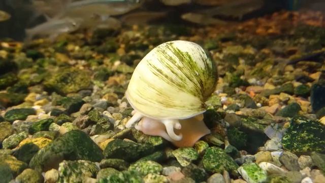 Рыбы Амура (музей - аквариум)_2о17 смотреть онлайн