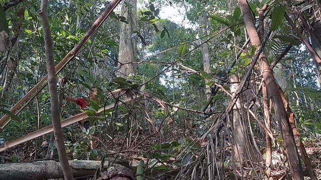 Single mother: Trying to find her lost child in the forest, local authorities help - Duong Mi смотреть онлайн