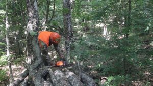 9.06.23.  Выборочная санитарная рубка леса.