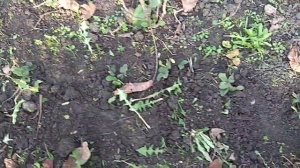 Посадка земляники осенью