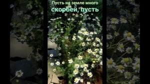 Пусть на земле много скорбей. Христианская песня.