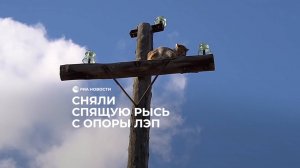 Сняли спящую рысь с опоры ЛЭП