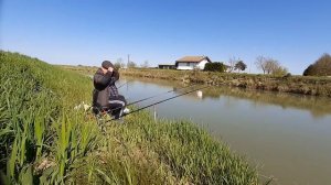 Сомик Американский, или рыба кот.