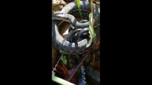 Совокупление змей (полозы)/Змеиная "свадьба"/Пресмыкающиеся в дачном пруду/#Shorts