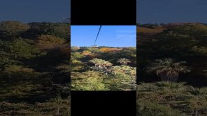 Сочи. Канатная дорога в парке «Дендрарий»