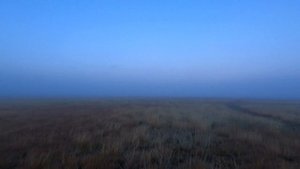 Охота с Бретонским эпаньолем на перепела.