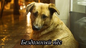 Бездомный пёс