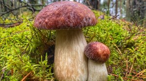 БОРОВИКИ,ПОДОСИНОВИКИ И ЕЛОВЫЕ БЕЛЫЕ ГРИБЫ В ПРЕКРАСНОМ СОСНОВОМ БОРУ | ОСЕНЬ 2021