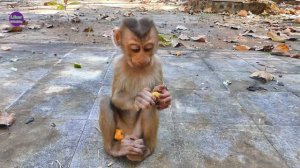 Poor Little Monkey Lora is really busy and hungry she like eating food very much