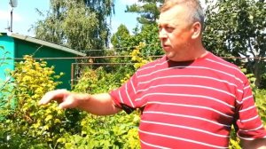 Победил Ржавчину на Груше/Как Лечить Ржавчину/Болезни Растений на даче /Заболевания Деревьев/(0+)