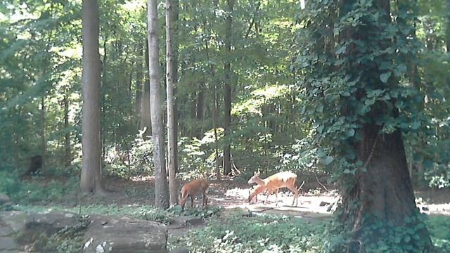 Deer walking past my office window - Kaizen Center Wildlife смотреть онлайн