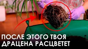 ДРАЦЕНА ЖЕЛТЕЕТ! Срочно сделай ЭТО! Как спасти драцену от болезней？