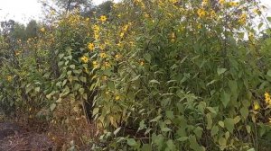 Топинамбур цветёт.