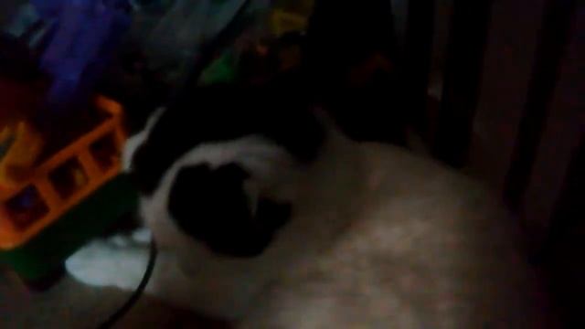 Как ухаживать за котёнка и я Дамир