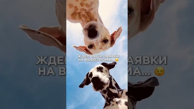 Сдать металлолом в Санкт-Петербурге. ЛомТранс: вывоз лома в СПБ и ЛО 24/7 ☎️ +7 812 319-33-95
