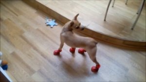 На лабутенах и в восхитительных штанах