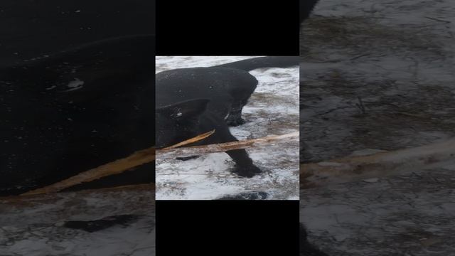 VID_20241108_144220[1] смотреть онлайн