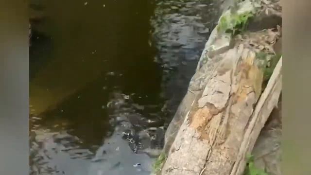 Водопад Чапор / Water fall Chapor