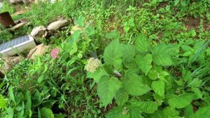 Сезон дождей на моей корейской даче / KOREA VLOG