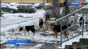 Жителей села Зеленец держат в страхе беспризорные животные