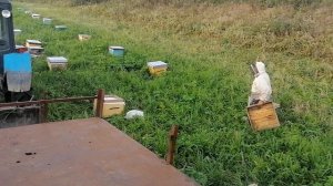 Пасека. Забираем пчёл с кочевки на пасеку. #мед #пасека #рой #медосбор