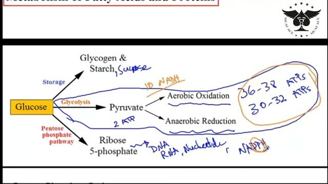 Glycolysis, Aerobic respiration, and Metabolism  Part 2 | Biology 5