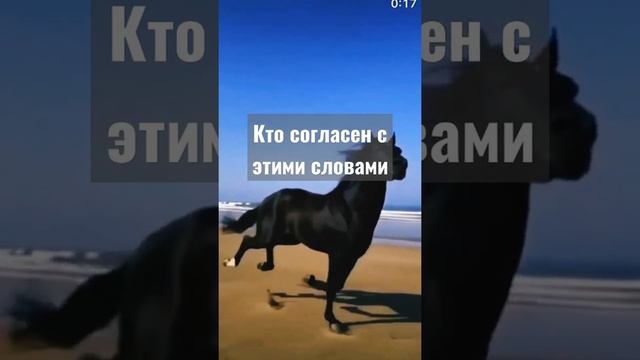 Очень сильные слова #сильныеслова #сильныецитаты #великиефразы #мудрецсказал